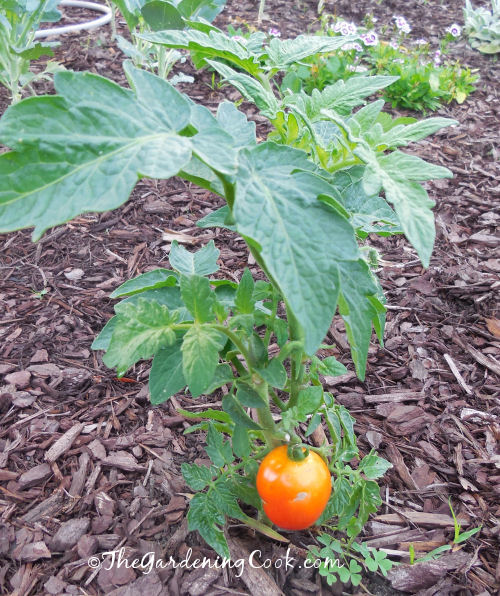 My stunted "baby Tomato" plant.