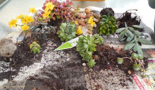 Plants for the succulent strawberry planter