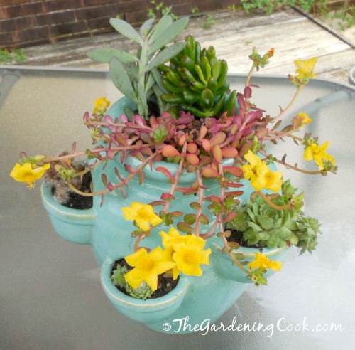 Finished Strawberry succulent planter