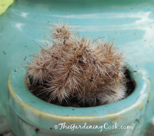 This cactus is right at home in its pocket.