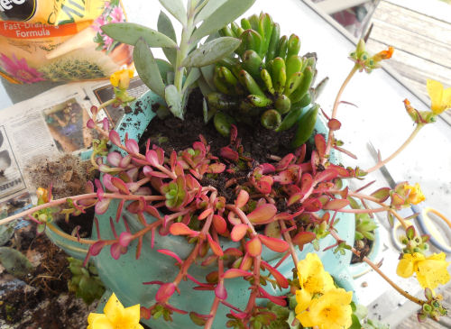 Purslane, crassula and jade complete the top of the planter