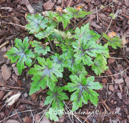 Tiabella Heuchera has purple veins