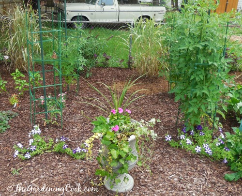 Urn planter at the center of caged tomato plants