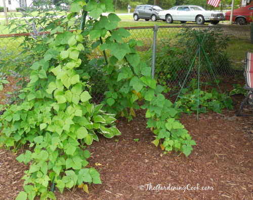 Twin bean and cucumber teepees make great climbing supports.