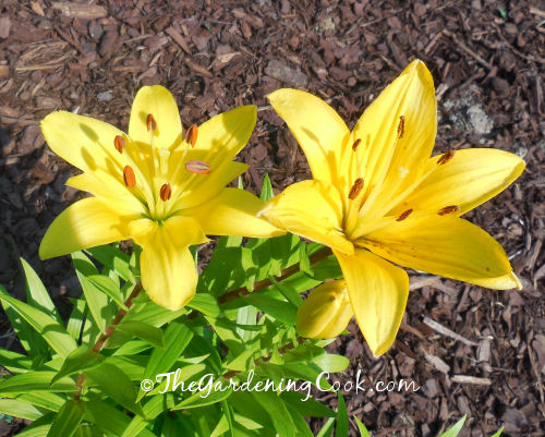 Bright Yellow Asiatic Lily