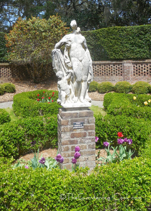 Venus - the goddess of spring and bloom
