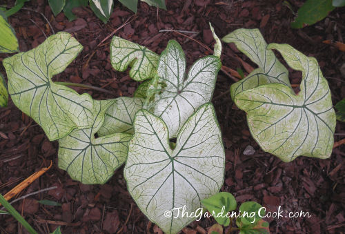 White Caladiums