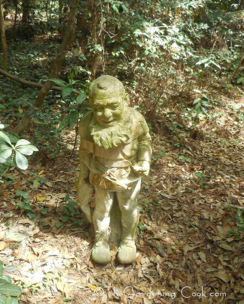 Young wood nymph