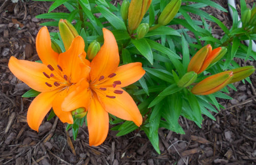 Orange Asiatic Lily