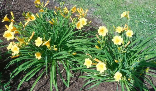 Clump of Stella D'oro Day lilies
