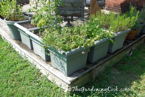 Fresh herbs growing in pots on my deck.