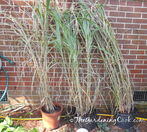 Japanese Silver Grass divisions