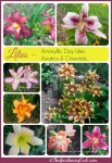 It’s Lily Time – Varieties of Lilies in my Garden