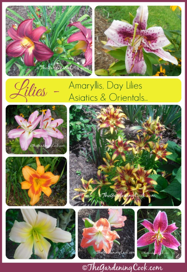 My lilies flower from early spring right into August. See a virtual tour with blooming dates for my garden: thegardeningcook.com/lily-varieties