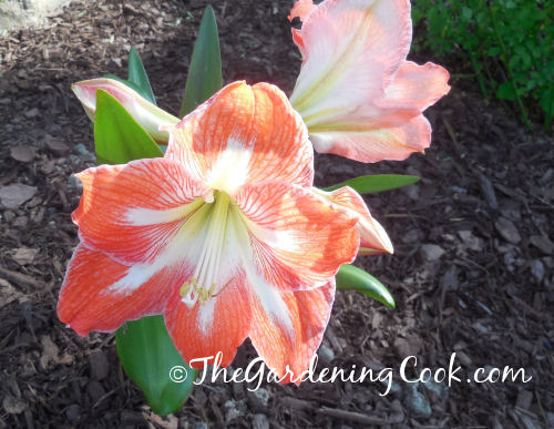 Amaryllis in a zone 7b garden after a hard winter
