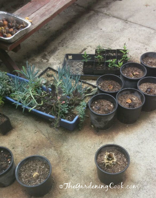 Succulents and avocados