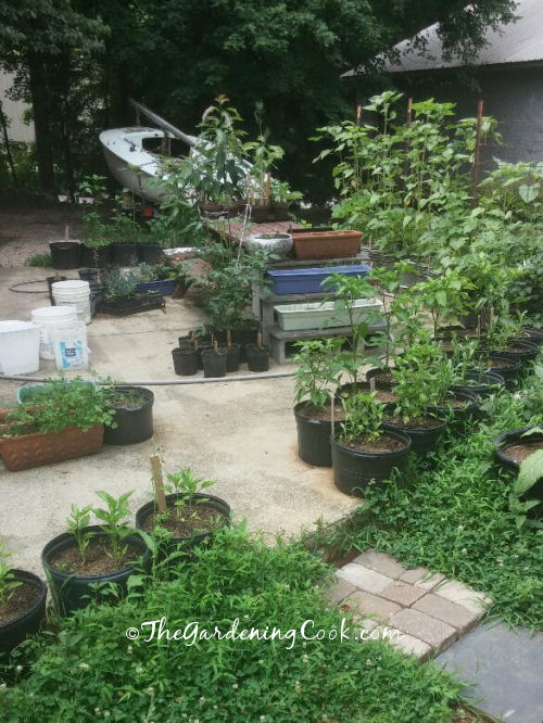 A back yard vegetable garden grown completely in containers