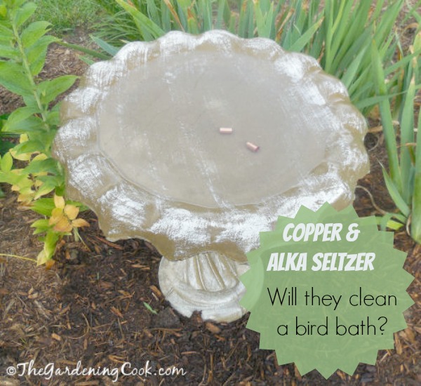 Testing Alka Seltzer and Copper to clean a bird bath. Do they work? find out at thegardeningcook.com/alka-seltzer-copper-birdbath