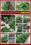Container Vegetable Gardening for Small Spaces