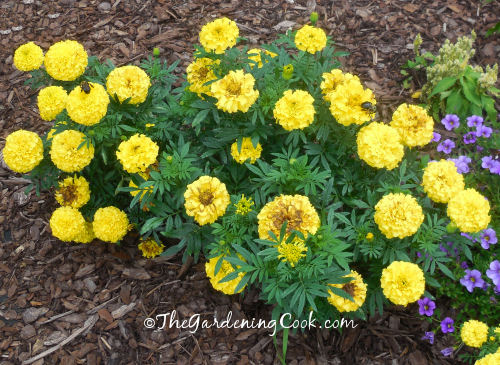 A tribute to my grandfather - he loved marigolds