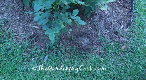 Edging with weeds growing in