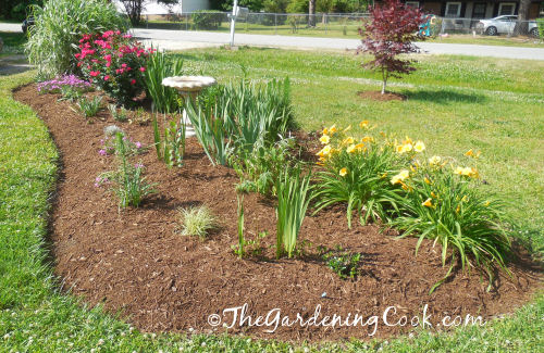 Front bed after weeding and transplanting.