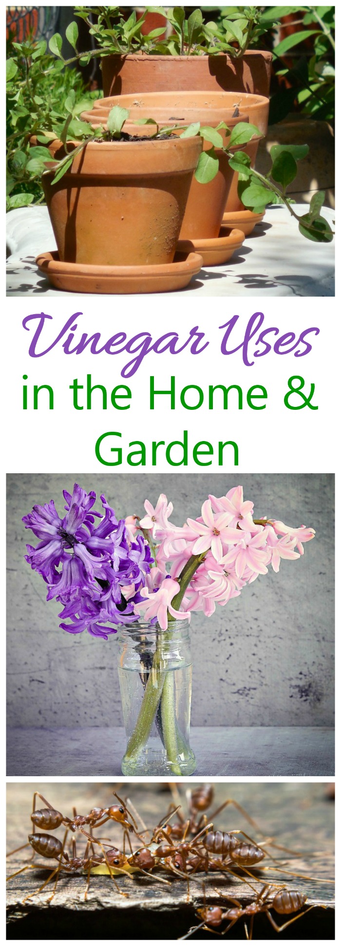 Vinegar can be used in many ways in the home and garden