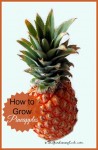 How to Grow Your Own Pineapples from The Leafy Top
