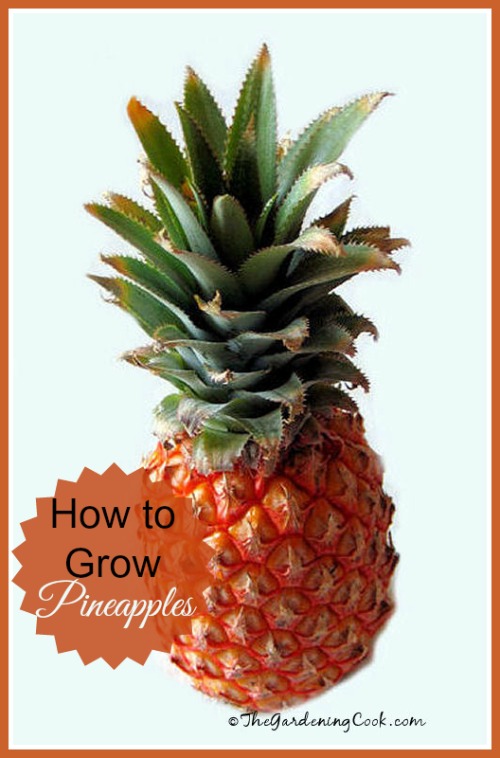 Growing pineapples from a discarded top: the gardeningcook.com/growing-pineapples