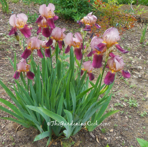 A tribute to my mother who loves irises