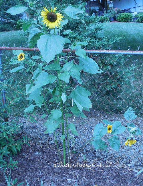 Jess Sunflowers