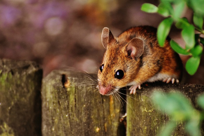 Mice are hosts to ticks. Try and keep your yard free of them.