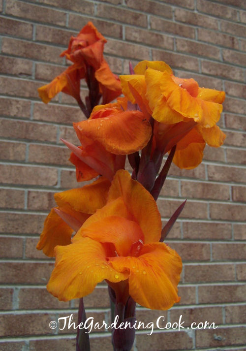Tall orange canna lily