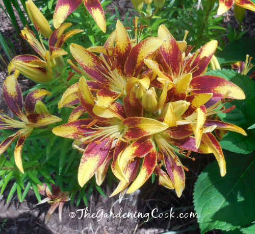 Magnificent Asiatic lily