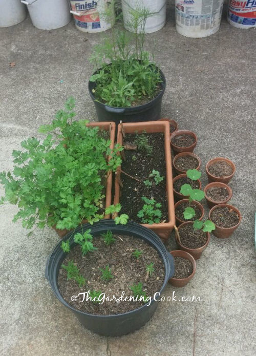 Container herb garden - dill, parsley and nasturtiums