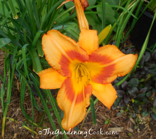 Peach day lily with a red throat