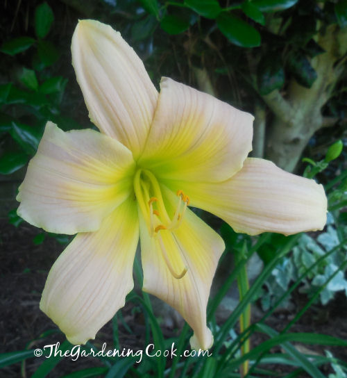 Delicate white and yellow daylily