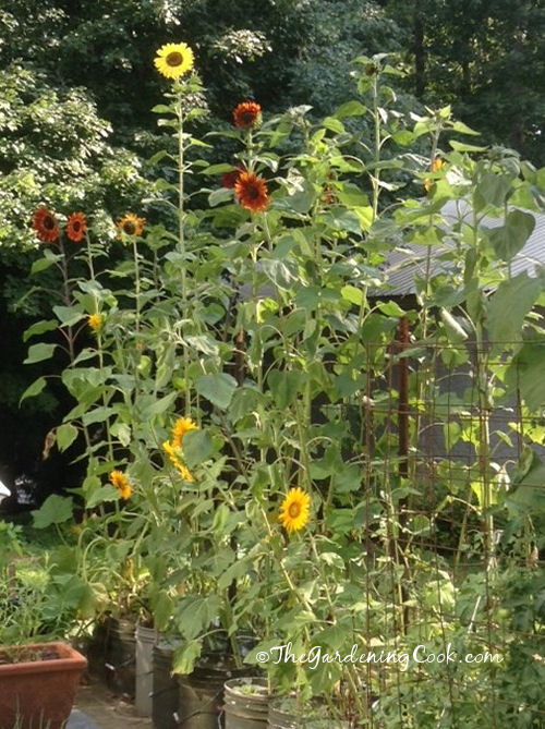 Sun flowers in bloom.