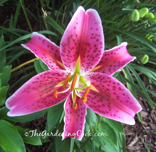 Pink spotted day lily