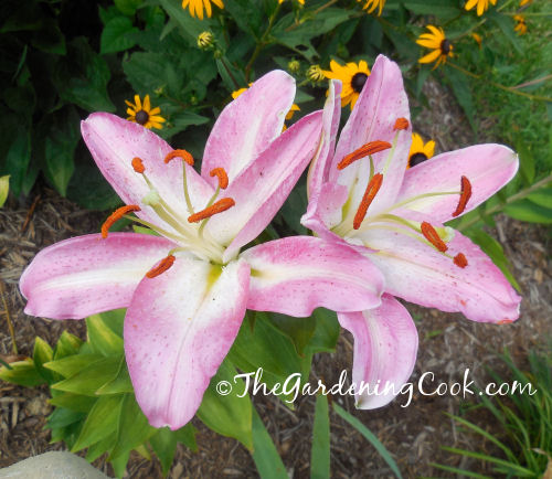 Pink and White Oriental Lily