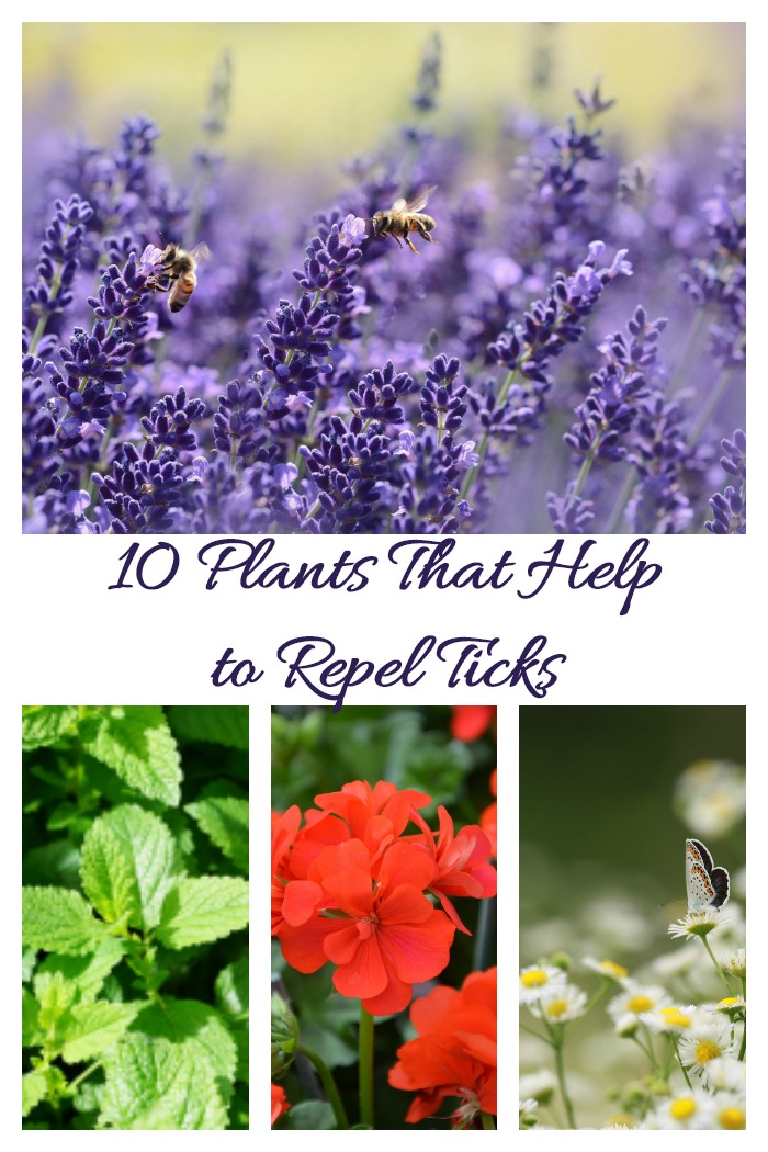 10 Plants that help to repel ticks