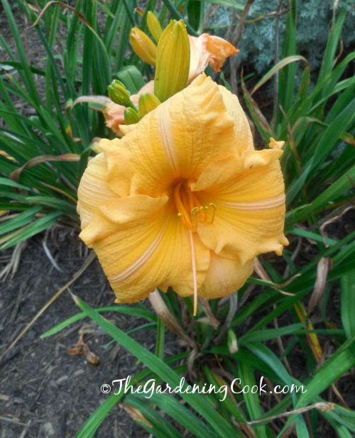 Reblooming daylily