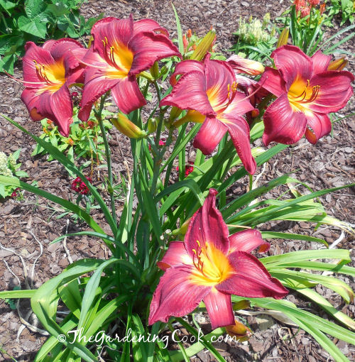 Red Vols Day Lily