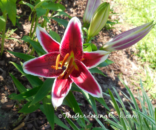 Red and white oriental lily