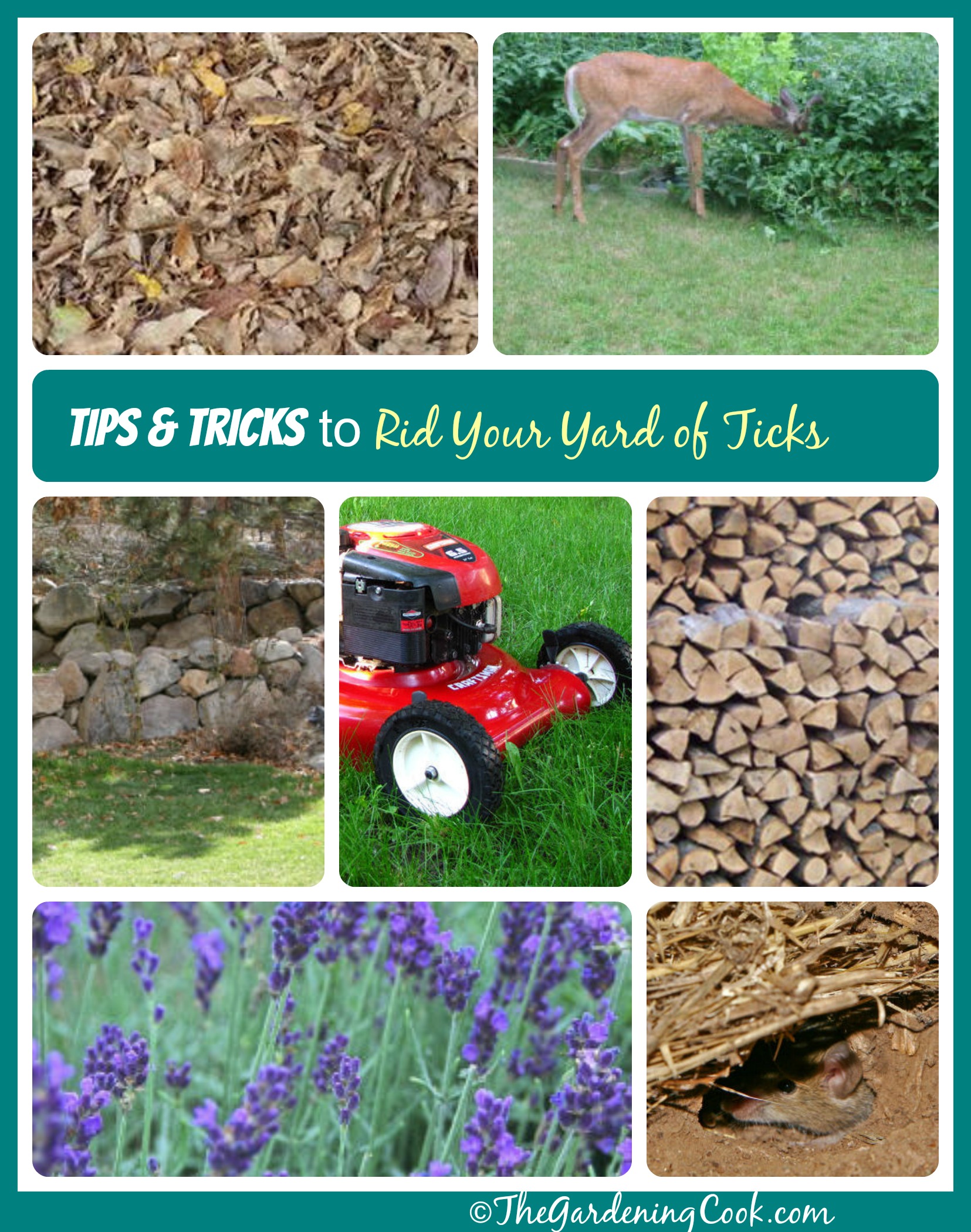 Tips and Tricks to Rid your Yard of Ticks
