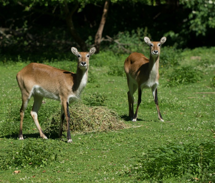 Ticks can travel on deer so take steps to keep them out of the yard
