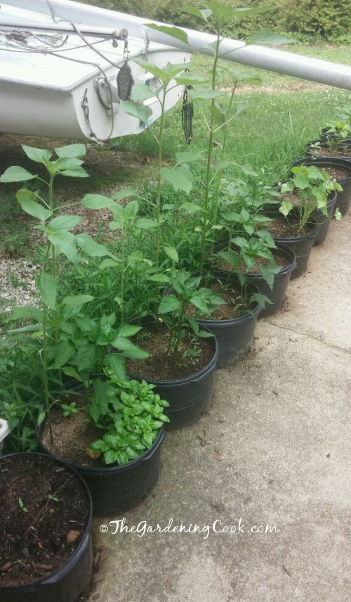 Sunflowers, basil, peppers and nasturtiums.