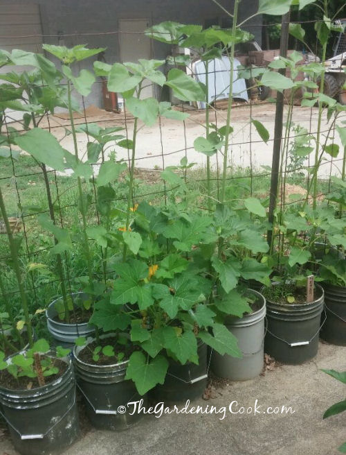 Sun flowers in planters