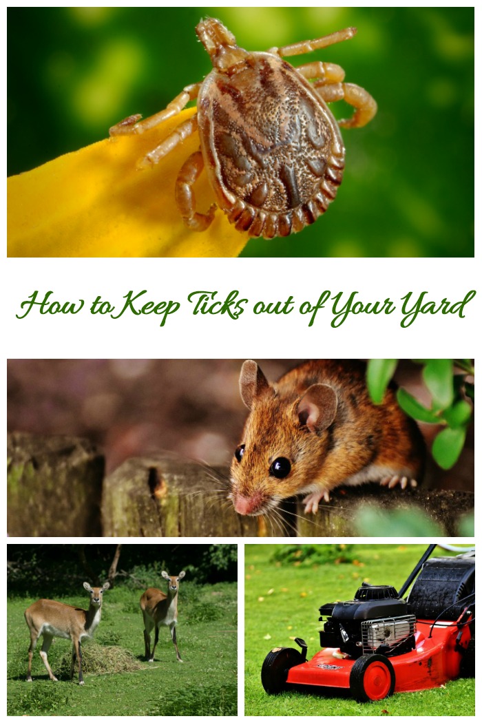 Follow these tips to get rid of ticks in the yard and garden