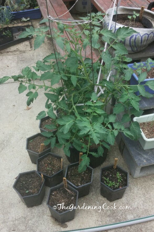 Tomato plants growing in 5 gallon containers.